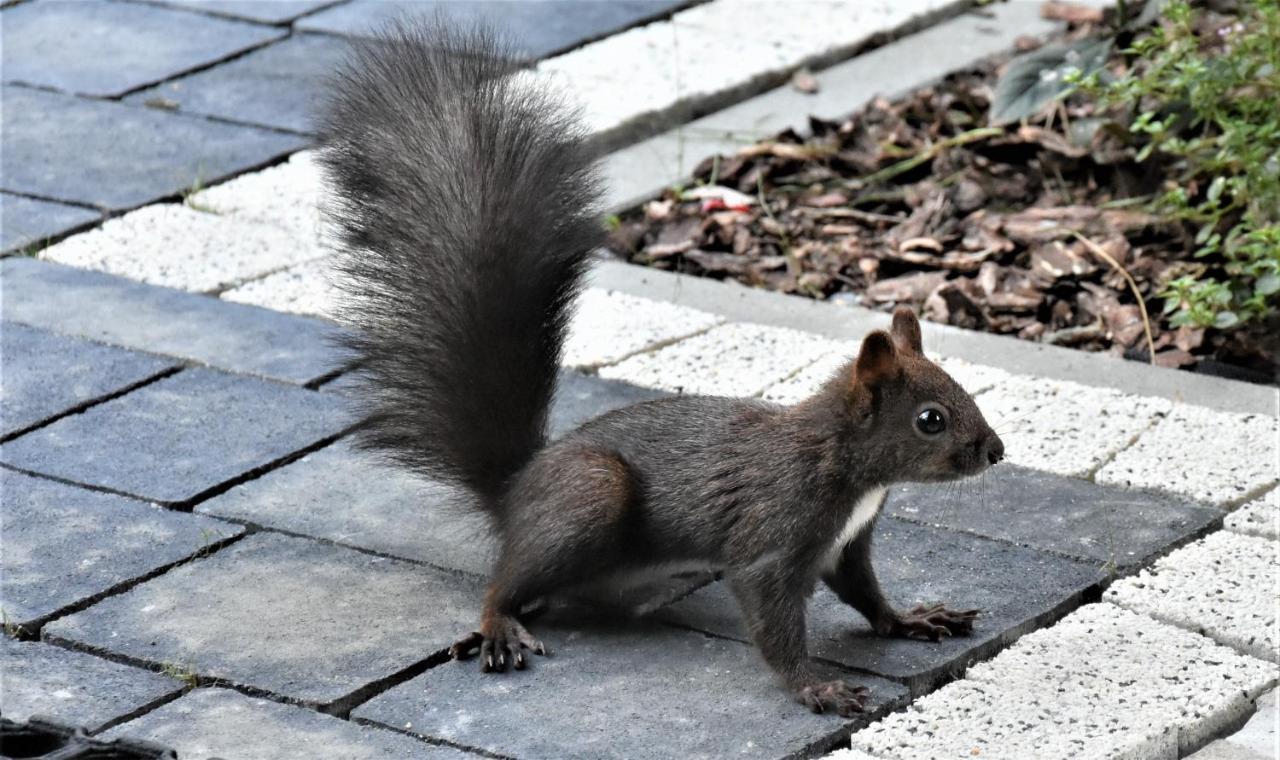 Magiczne Korale - Kameralne Miejsce Na Odpoczynek Dla Doroslych - Adult Only Kościelisko Buitenkant foto